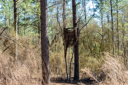 East TX Timber & Hunting Land for Sale Ben Wheeler TX in Van Zandt County - image 5