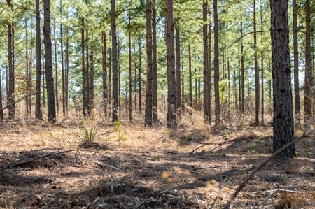 East TX Timber & Hunting Land for Sale Ben Wheeler TX in Van Zandt County - image 10