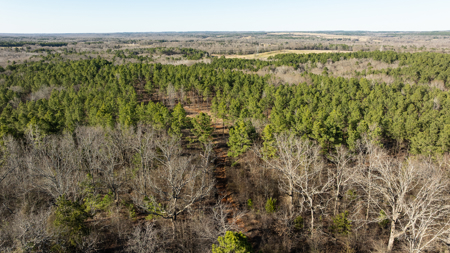 East TX Timber & Hunting Land for Sale Ben Wheeler TX in Van Zandt County - image 25