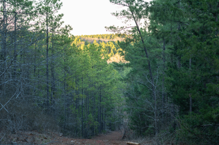 East TX Timber & Hunting Land for Sale Ben Wheeler TX in Van Zandt County - image 35