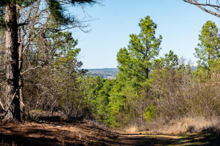 East TX Timber & Hunting Land for Sale Ben Wheeler TX in Van Zandt County - image 3