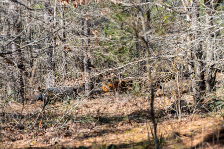 East TX Timber & Hunting Land for Sale Ben Wheeler TX in Van Zandt County - image 14
