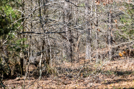 East TX Timber & Hunting Land for Sale Ben Wheeler TX in Van Zandt County - image 16