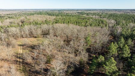 East TX Timber & Hunting Land for Sale Ben Wheeler TX in Van Zandt County - image 27