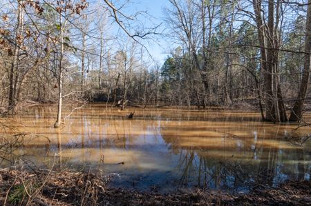 East TX Timber & Hunting Land for Sale Ben Wheeler TX in Van Zandt County - image 22