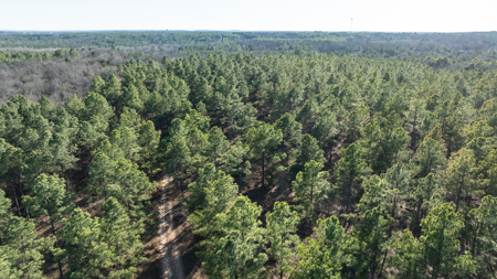 East TX Timber & Hunting Land for Sale Ben Wheeler TX in Van Zandt County - image 28