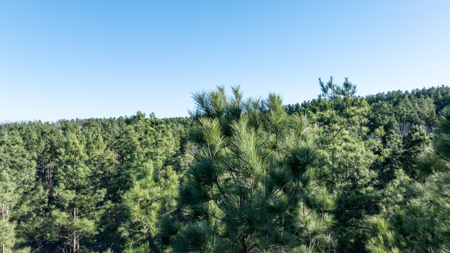 East TX Timber & Hunting Land for Sale Ben Wheeler TX in Van Zandt County - image 31
