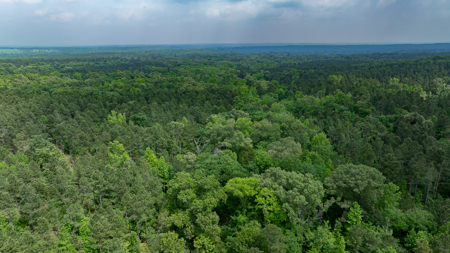East TX Timber Hunting Land for Sale Ben Wheeler TX Van Zandt Co - image 30