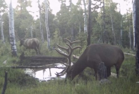 Buckhorn Lakes Mountain Hunting Ranch 330 Acres - image 5