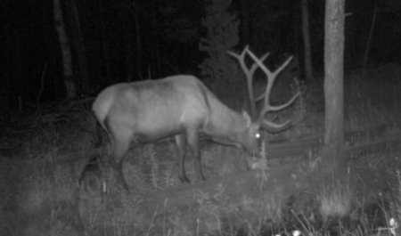 Buckhorn Lakes Mountain Hunting Ranch 330 Acres - image 16