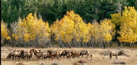 Buckhorn Lakes Mountain Hunting Ranch 330 Acres - image 14