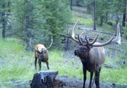 Buckhorn Lakes Mountain Hunting Ranch 330 Acres - image 30
