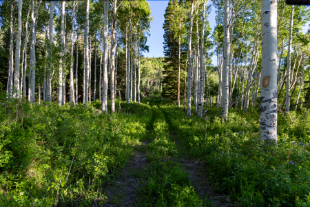 Buckhorn Lakes Mountain Hunting Ranch 330 Acres - image 26