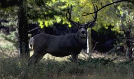 Buckhorn Lakes Mountain Hunting Ranch 330 Acres - image 15