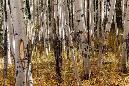 Buckhorn Lakes Mountain Hunting Ranch 330 Acres - image 1