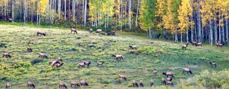 Buckhorn Lakes Mountain Hunting Ranch 330 Acres - image 13