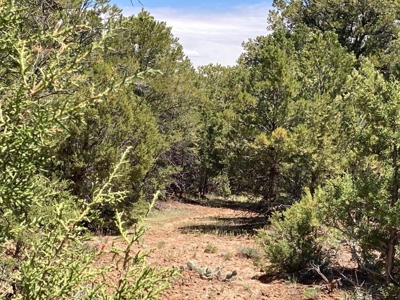 Mountain Land for Sale in Ouray County, Colorado - image 12