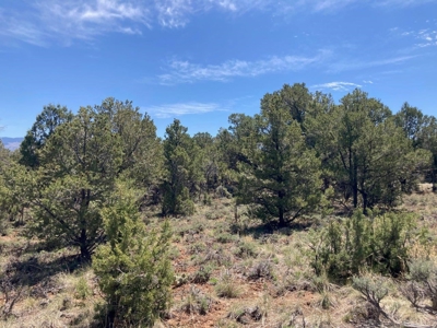 Mountain Land for Sale in Ouray County, Colorado - image 6