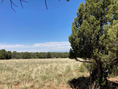 Mountain Land for Sale in Ouray County, Colorado - image 16
