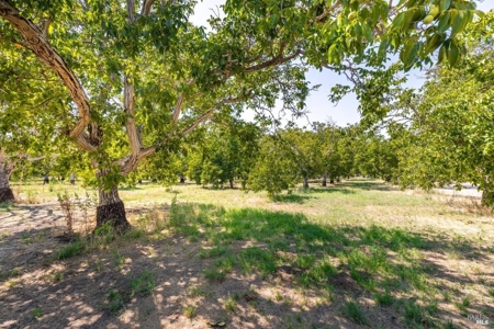 Winters, CA Country Home & Orchard For Sale - image 38