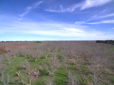 Winters, California Acreage, Orchard or Homesite for Sale - image 5