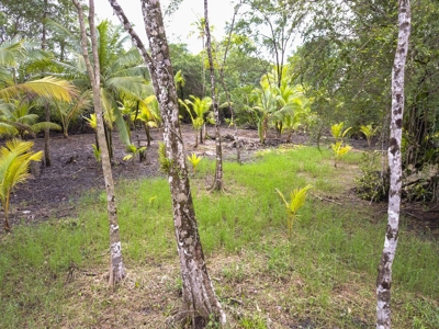 Waterfront Lot with Level Land Close to Bocas Town, Panama - image 3