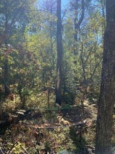 7.59 Acres Riverfront Wooded Acreage Atlanta MI - image 7