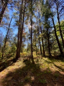 7.59 Acres Riverfront Wooded Acreage Atlanta MI - image 6