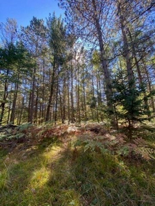 7.59 Acres Riverfront Wooded Acreage Atlanta MI - image 5