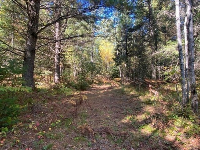 7.59 Acres Riverfront Wooded Acreage Atlanta MI - image 10