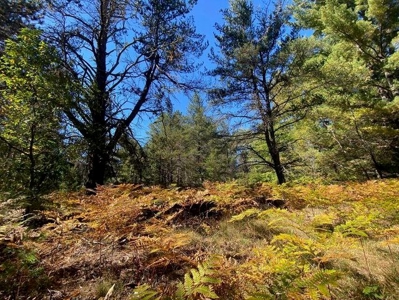 7.59 Acres Riverfront Wooded Acreage Atlanta MI - image 8