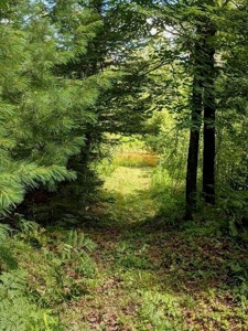 7.59 Acres Riverfront Wooded Acreage Atlanta MI - image 12