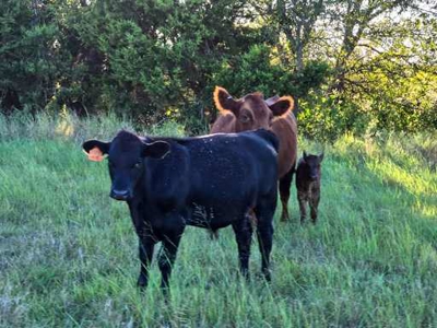 51.01 Acres for Sale in Gatesville, TX - image 22
