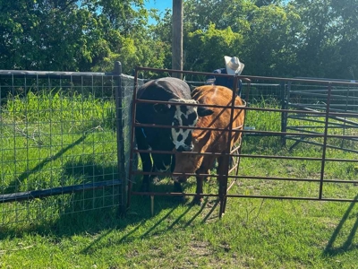 51.01 Acres for Sale in Gatesville, TX - image 8