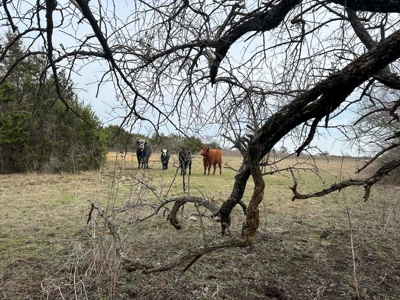 51.01 Acres for Sale in Gatesville, TX - image 30