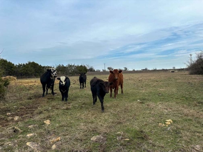51.01 Acres for Sale in Gatesville, TX - image 29