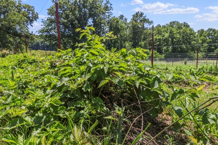 Self Sufficient Farm w/Home, Pasture, Creek & Shop for Sale - image 32