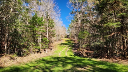 445 Acre Hunting/Timber Tract in Butler County, Alabama - image 37