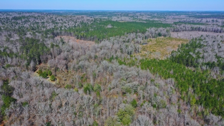 445 Acre Hunting/Timber Tract in Butler County, Alabama - image 12