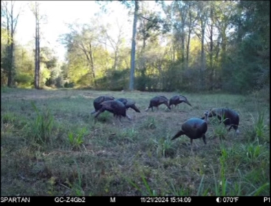 445 Acre Hunting/Timber Tract in Butler County, Alabama - image 42