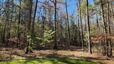 445 Acre Hunting/Timber Tract in Butler County, Alabama - image 35
