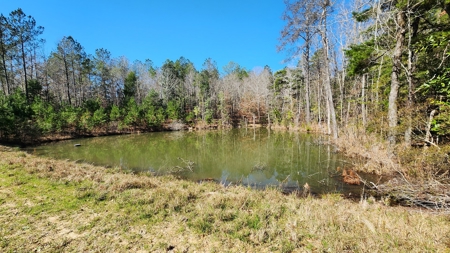 445 Acre Hunting/Timber Tract in Butler County, Alabama - image 33