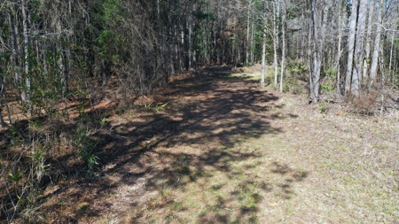 445 Acre Hunting/Timber Tract in Butler County, Alabama - image 15