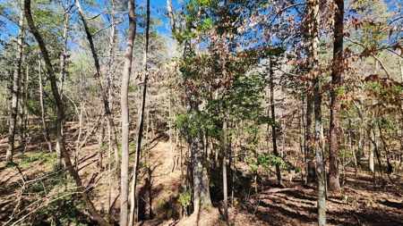 445 Acre Hunting/Timber Tract in Butler County, Alabama - image 39