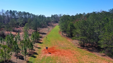 445 Acre Hunting/Timber Tract in Butler County, Alabama - image 22