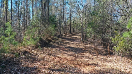 445 Acre Hunting/Timber Tract in Butler County, Alabama - image 19