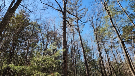 445 Acre Hunting/Timber Tract in Butler County, Alabama - image 36
