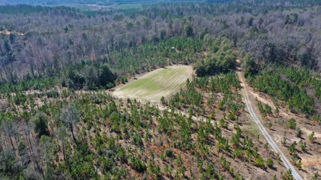 445 Acre Hunting/Timber Tract in Butler County, Alabama - image 24