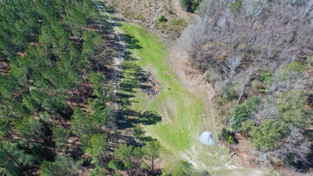 445 Acre Hunting/Timber Tract in Butler County, Alabama - image 4