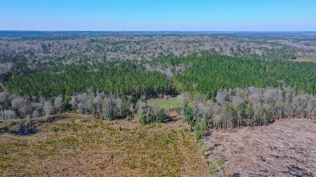 445 Acre Hunting/Timber Tract in Butler County, Alabama - image 11